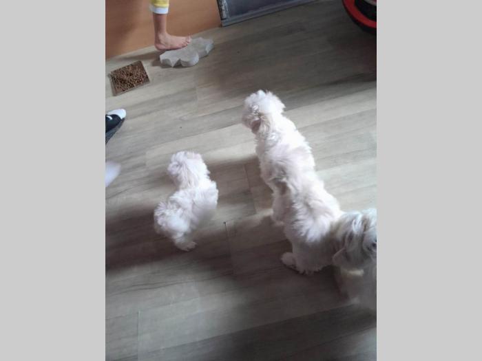 mini maltezer štenci besplatni mali oglasi