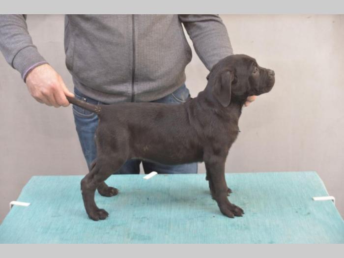 cane corso vrhunski štenci besplatni mali oglasi