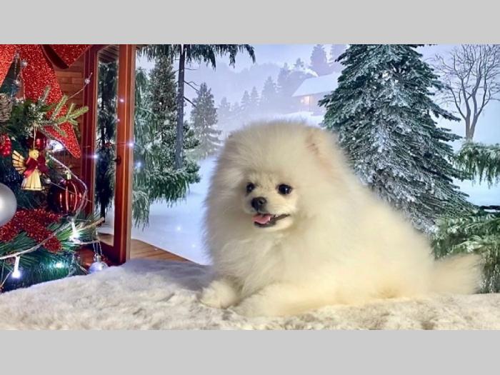 pomeranac boo štenci besplatni mali oglasi
