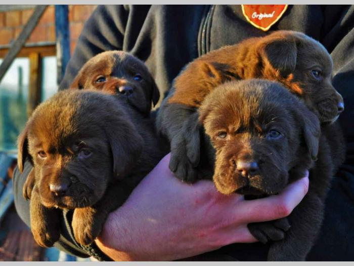 labrador štenci besplatni mali oglasi