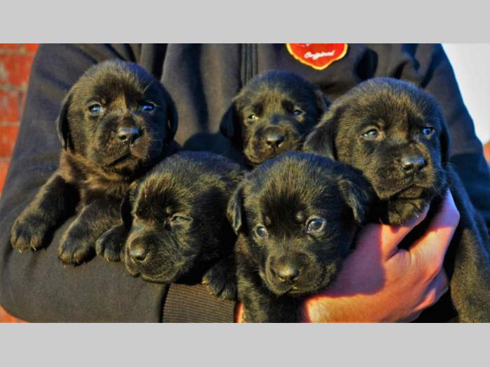 labrador štenci besplatni mali oglasi