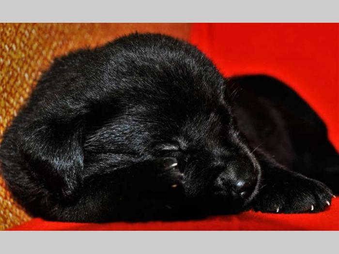 labrador štenci besplatni mali oglasi