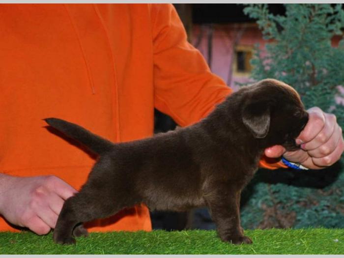 labrador štenci besplatni mali oglasi