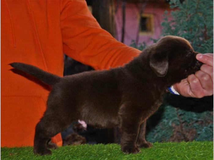 labrador štenci besplatni mali oglasi
