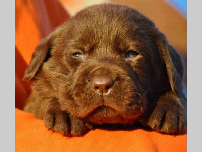 labrador štenci besplatni mali oglasi