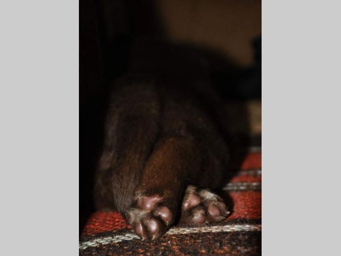 labrador štenci besplatni mali oglasi