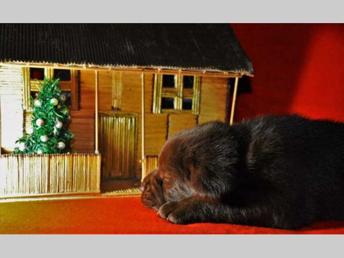 labrador štenci besplatni mali oglasi