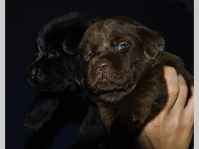 labrador štenci besplatni mali oglasi