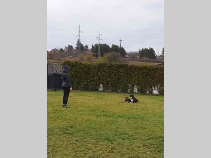 obuka pasa škola pasa calibra besplatni mali oglasi