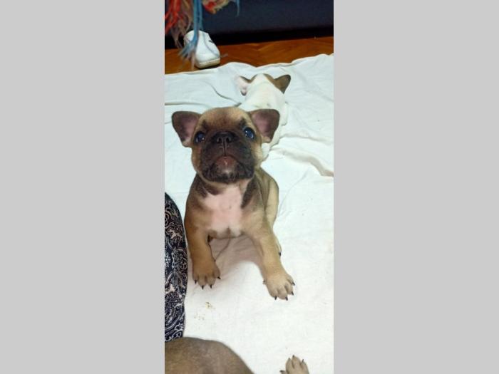 francuski buldog štenci besplatni mali oglasi