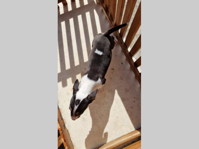 mini bul terijeri štenci besplatni mali oglasi
