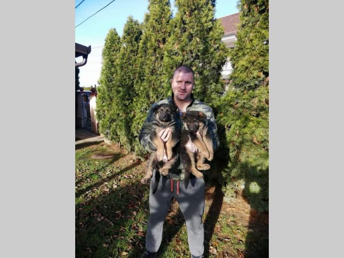 nemački ovčar štenci besplatni mali oglasi