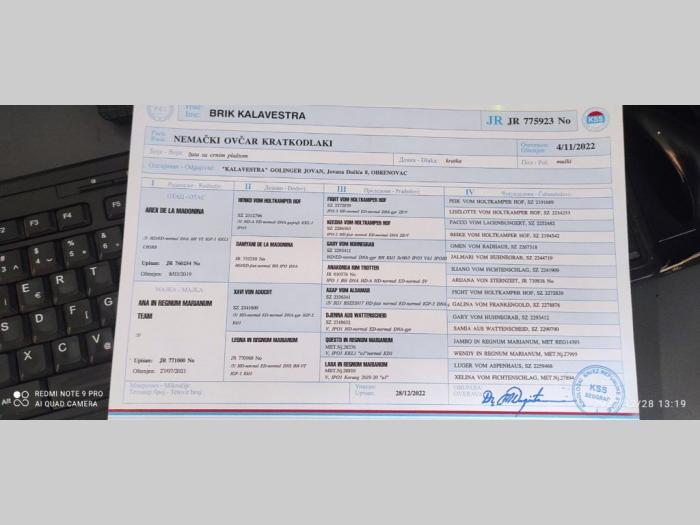 nemački ovčar štenci besplatni mali oglasi