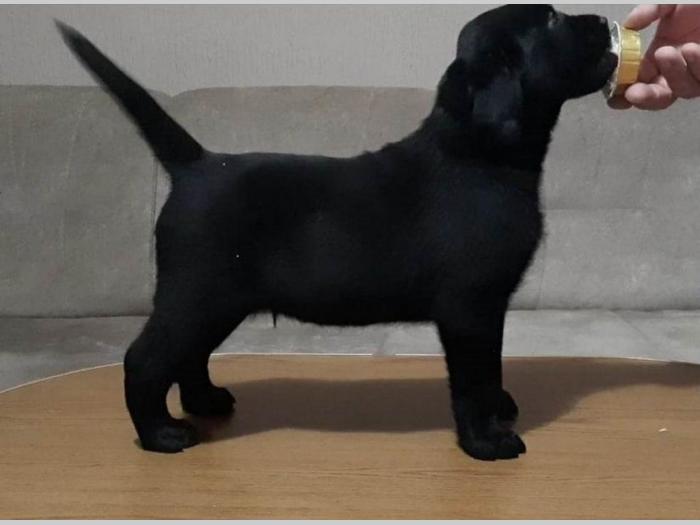 odgajivacnica labradora step from drems fci 6240 štenci besplatni mali oglasi