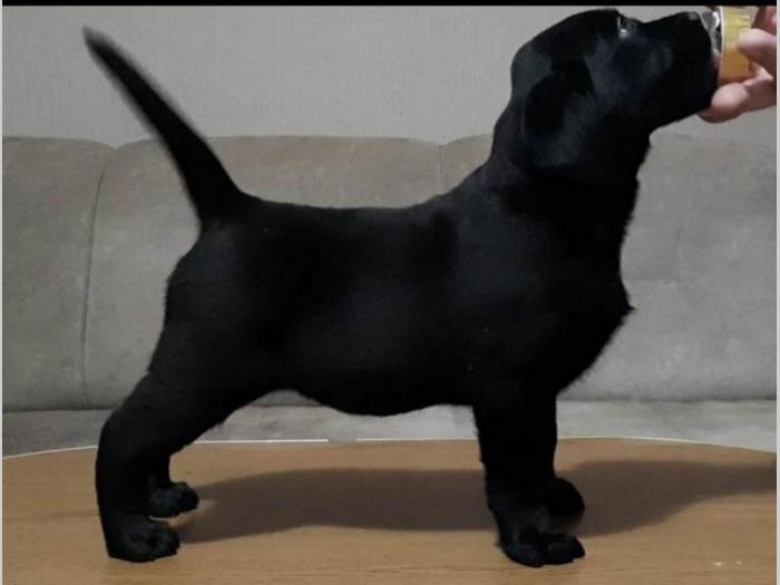odgajivacnica labradora step from drems fci 6240 štenci besplatni mali oglasi