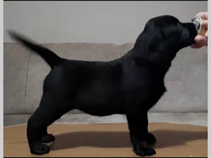 odgajivacnica labradora step from drems fci 6240 štenci besplatni mali oglasi