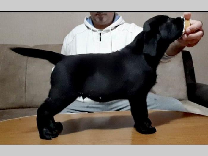 odgajivacnica labradora step from drems fci 6240 štenci besplatni mali oglasi