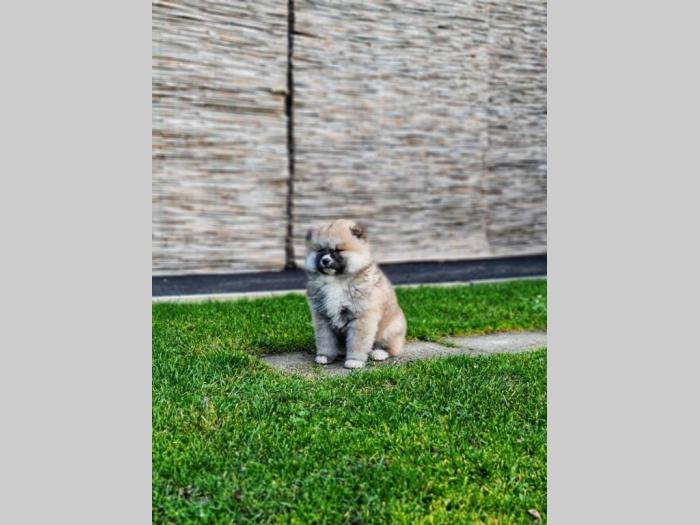 japanska akita inu štenci besplatni mali oglasi