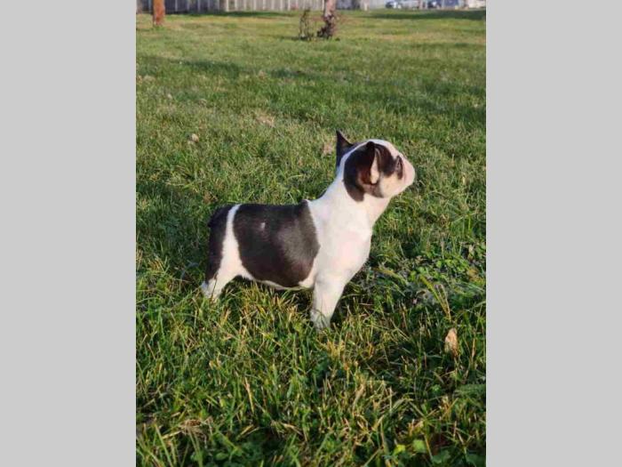 francuski buldog štenci besplatni mali oglasi