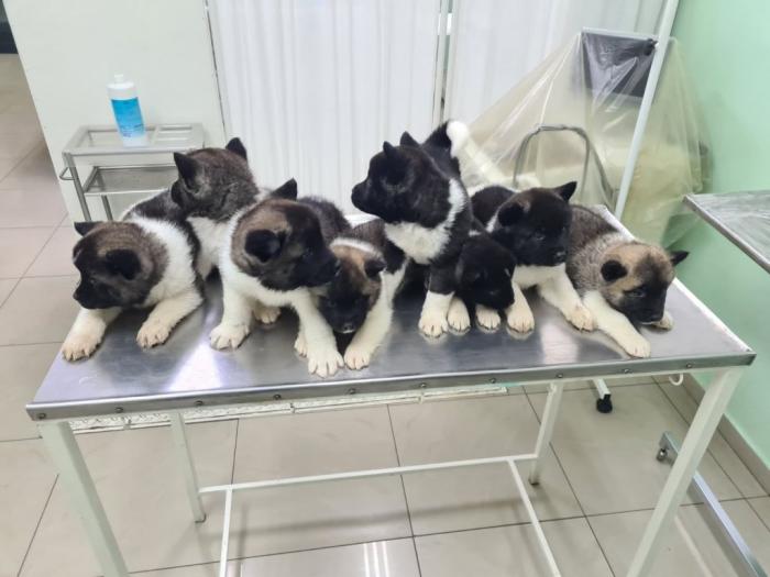 americka akita štenci besplatni mali oglasi