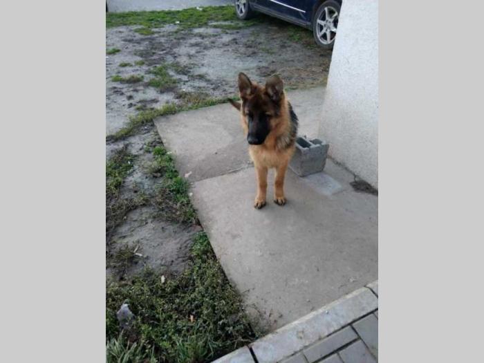 nemački ovčar štenci besplatni mali oglasi