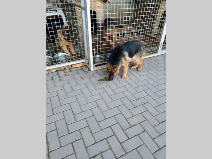 nemački ovčar štenci besplatni mali oglasi