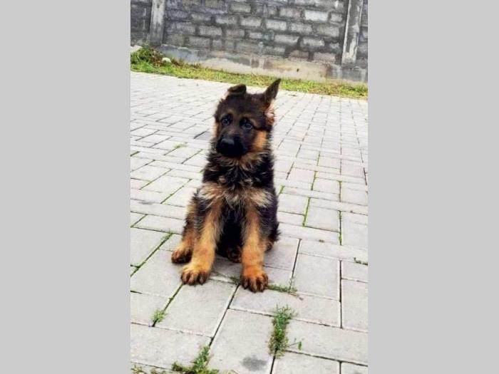 nemački ovčar štenci besplatni mali oglasi