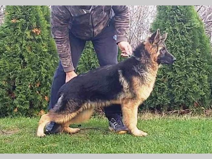 nemački ovčar štenci besplatni mali oglasi