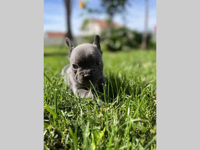 francuski buldog štenci besplatni mali oglasi