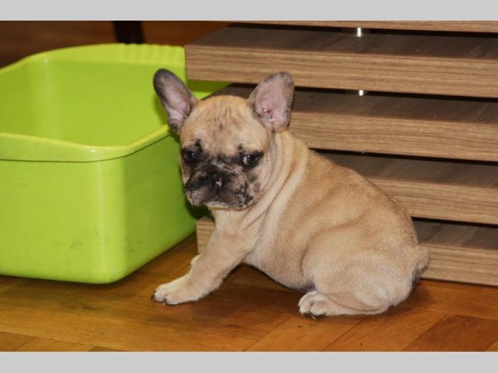 francuski buldog štenci besplatni mali oglasi