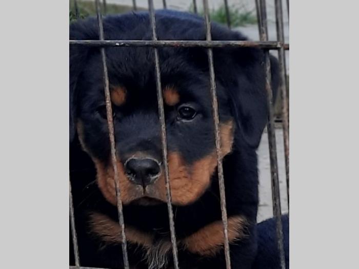 rotvajler štenci besplatni mali oglasi