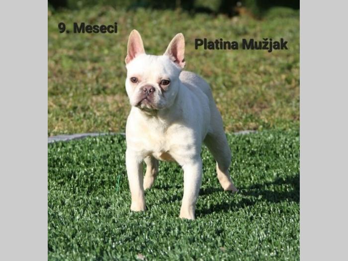francuski buldog štenci besplatni mali oglasi