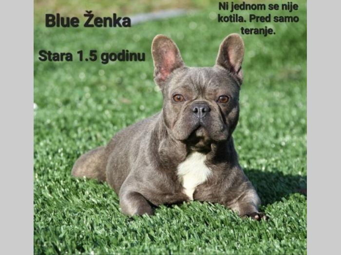 francuski buldog štenci besplatni mali oglasi
