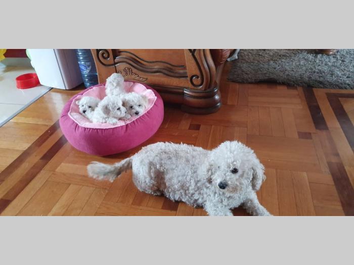 kovrdžavi bišoni štenci besplatni mali oglasi