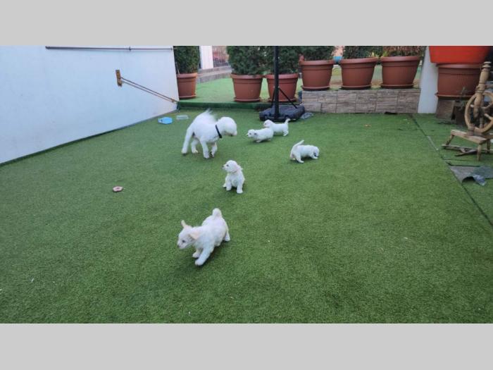 kovrdžavi bišoni štenci besplatni mali oglasi