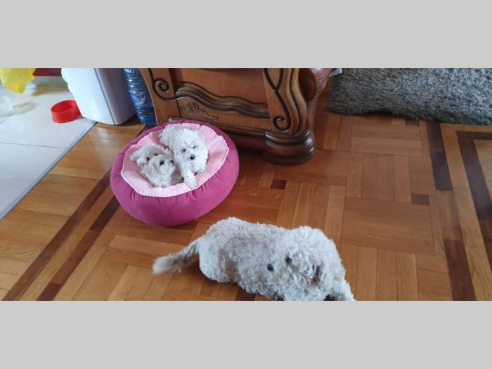 kovrdžavi bišoni štenci besplatni mali oglasi