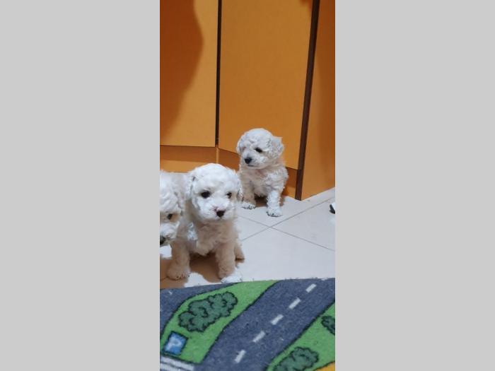 kovrdžavi bišoni štenci besplatni mali oglasi