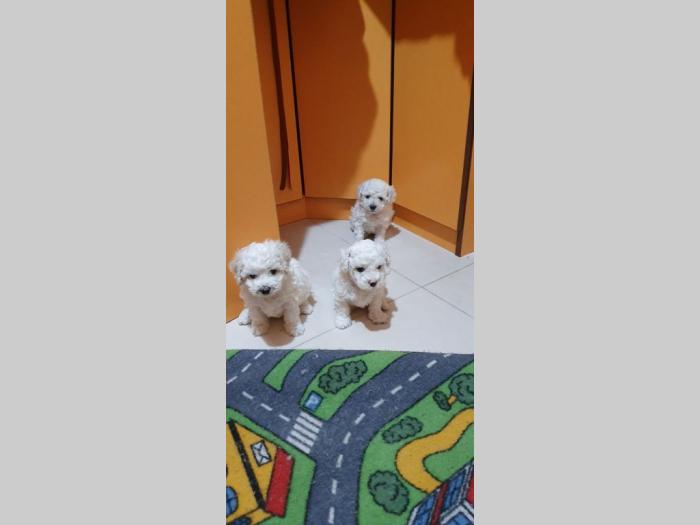kovrdžavi bišoni štenci besplatni mali oglasi