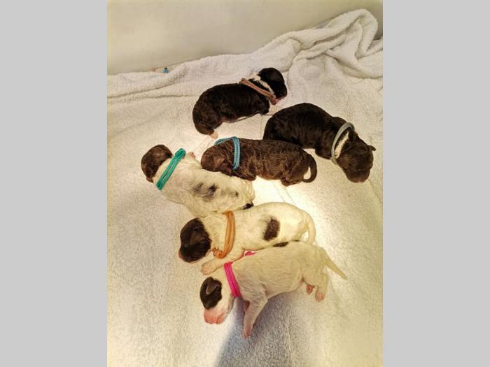 lagotto romagnolo štenci besplatni mali oglasi