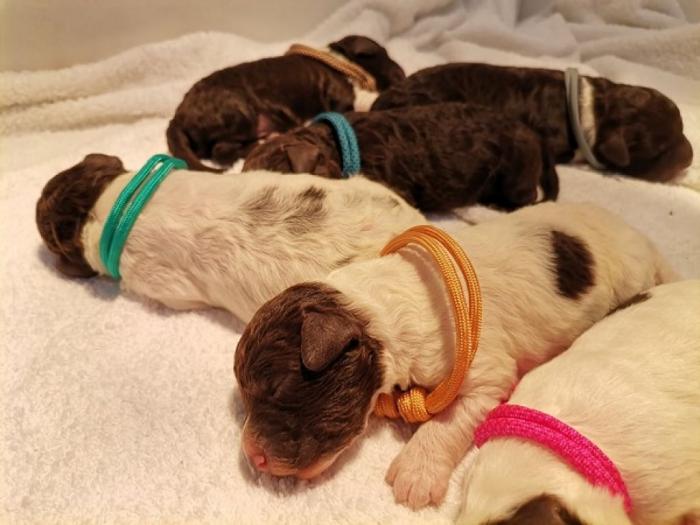 lagotto romagnolo štenci besplatni mali oglasi