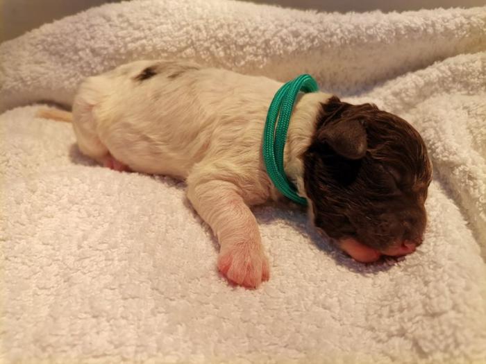 lagotto romagnolo štenci besplatni mali oglasi