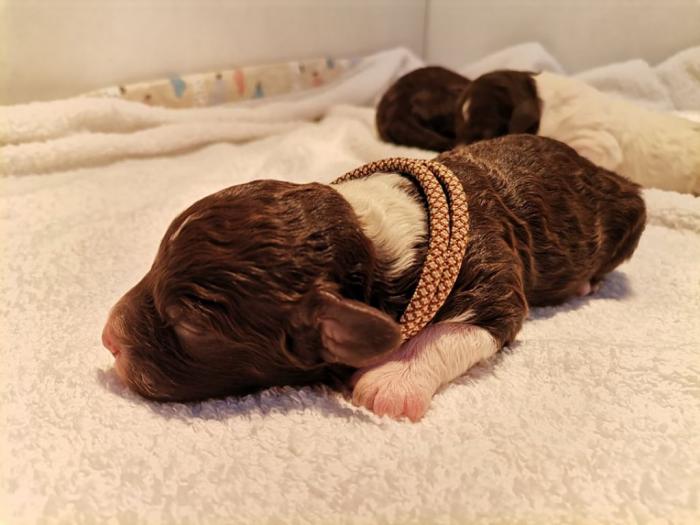 lagotto romagnolo štenci besplatni mali oglasi