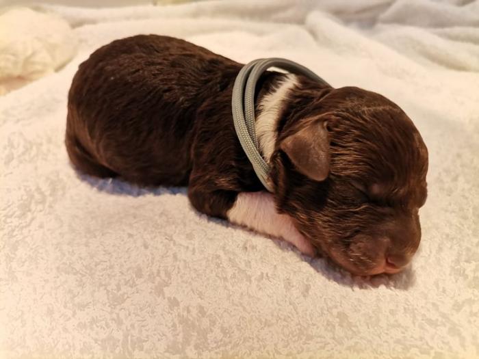 lagotto romagnolo štenci besplatni mali oglasi