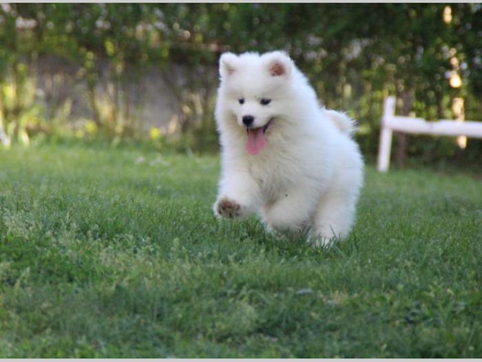 samojed štenci besplatni mali oglasi