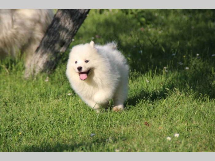 samojed štenci besplatni mali oglasi