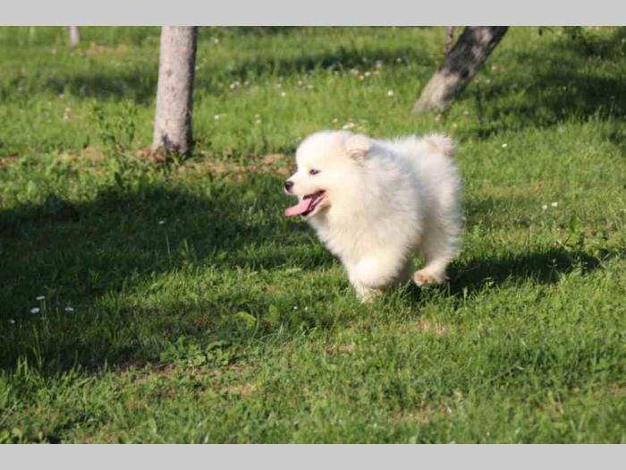 samojed štenci besplatni mali oglasi