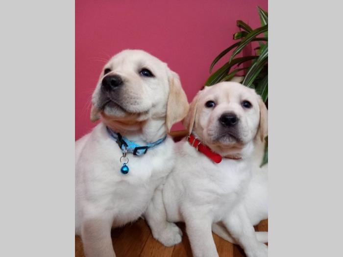 labrador retriver štenci besplatni mali oglasi