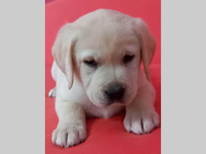 labrador retriver štenci besplatni mali oglasi