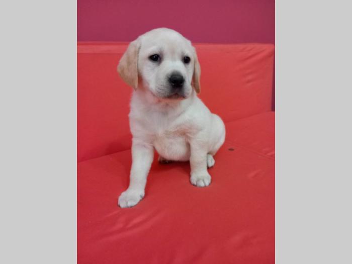 labrador retriver štenci besplatni mali oglasi