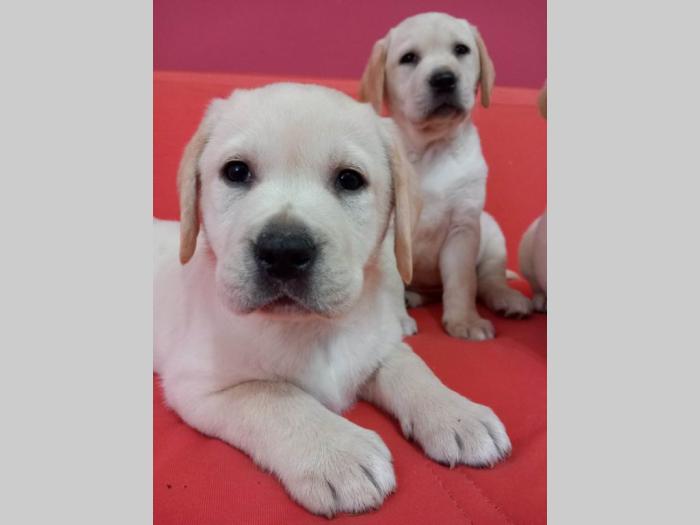 labrador retriver štenci besplatni mali oglasi